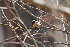 Aegithalos glaucogularis