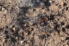 Cylindropuntia tesajo