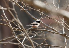 Aegithalos glaucogularis