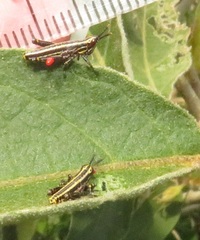 Pyrgomorphidae