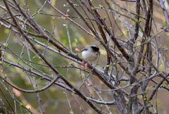 Aegithalos glaucogularis