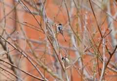 Aegithalos glaucogularis