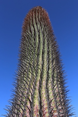 Ferocactus gracilis