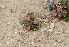 Veronica polita lilacina