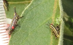 Pyrgomorphidae