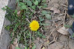 Taraxacum mongolicum