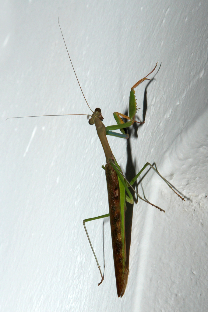 Flag Mantis from Nungwi, Tanzánia on June 05, 2018 at 06:34 PM by ...