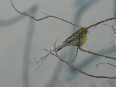 Serinus canaria