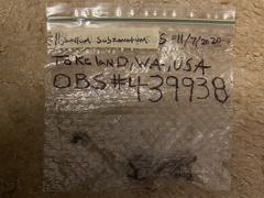 Hydnellum subzonatum