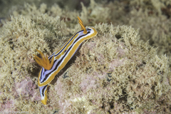 Chromodoris celinae