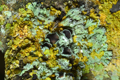 Physcia leptalea