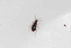 Hypebaeus flavicollis