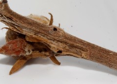 Callirhytis rufescens