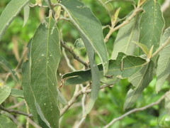 Pyrgomorphidae