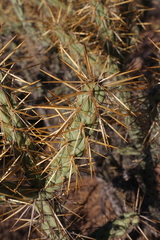 Cylindropuntia molesta molesta