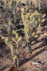 Cylindropuntia molesta molesta