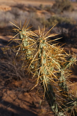 Cylindropuntia molesta molesta