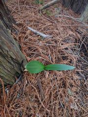 Platanthera transversa