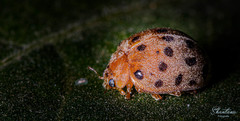 Henosepilachna vigintioctopunctata