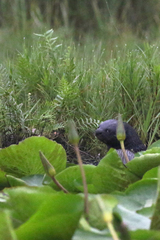 Hydrictis maculicollis