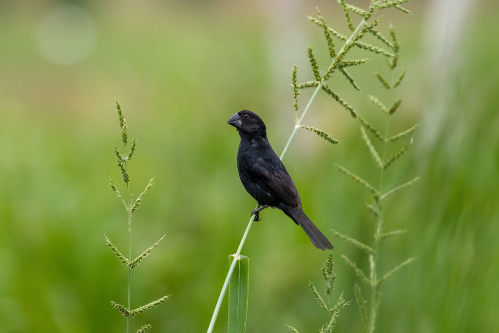 Black-Billed Seed-Finch
