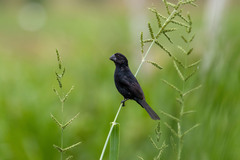 Black-Billed Seed-Finch photo 1