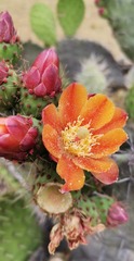 Opuntia quitensis
