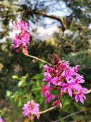 Epidendrum arachnoglossum