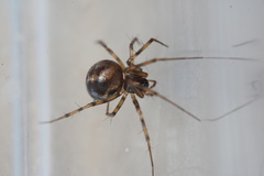 Lepthyphantes