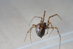 Lepthyphantes