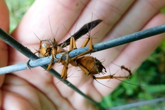 Ophiocordyceps humbertii