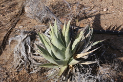 Agave cerulata