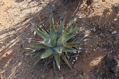 Agave cerulata