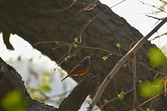 Phoenicurus ochruros