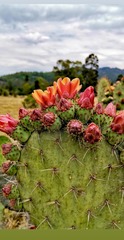 Opuntia quitensis