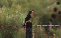 Phacellodomus sibilatrix