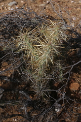 Cylindropuntia molesta molesta