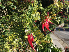 Clianthus puniceus