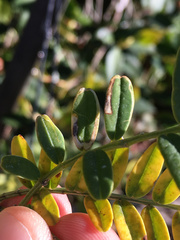 Liriomyza clianthi