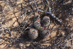 Mammillaria hutchisoniana