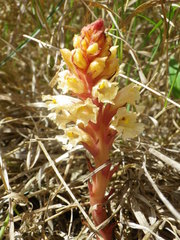 Orobanche ritro