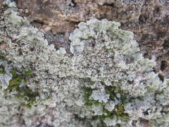 Lepraria normandinoides