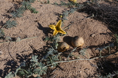 Cucurbita cordata
