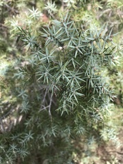 Juniperus oxycedrus