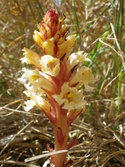 Orobanche ritro