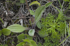 Chrysanthemum coreanum