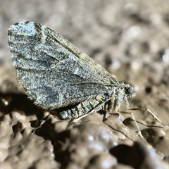 Stamnodes albiapicata