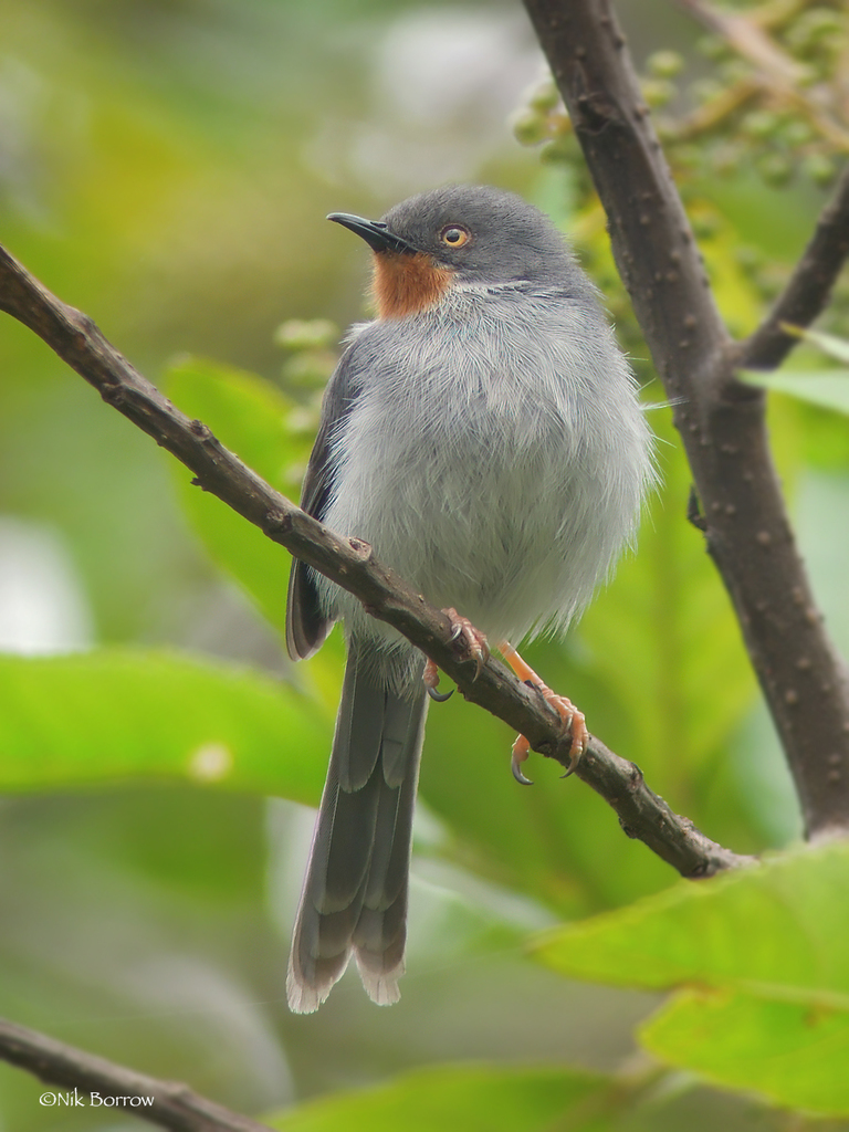 Chestnut-throated Apalis photo