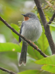 Chestnut-Throated Apalis photo 1