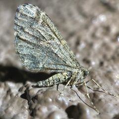 Stamnodes albiapicata